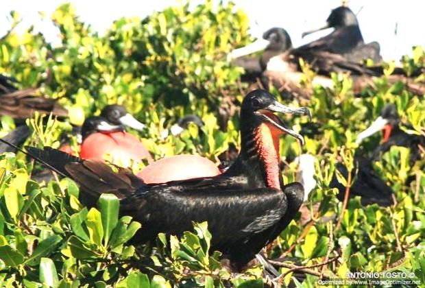 Frigate birds red poach mangroves